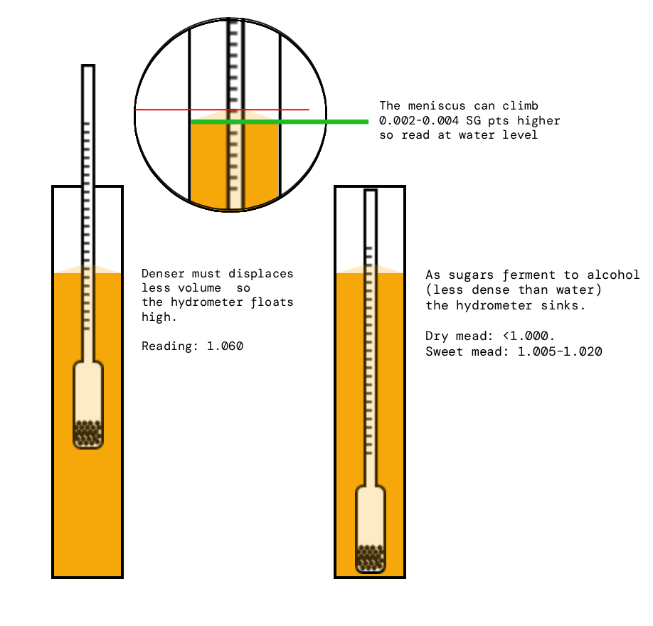 Diagram showing two hydrometers at OG and FG with a magnified inset illustrating correct meniscus reading — green line at the bottom of the curve, red line above it